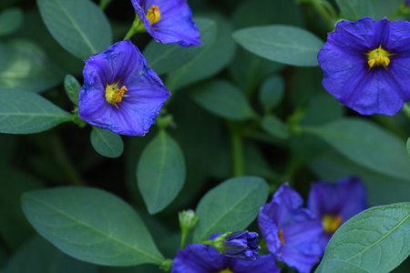 Purple flowers in the garden. Selective focus and shallow depth of field.の写真素材