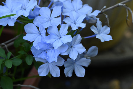 Plumbago auriculata, Cape leadwort, Plumbago auriculataの写真素材