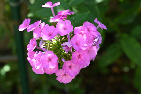 Pink phlox flowers in the garden, closeup of photoの写真素材