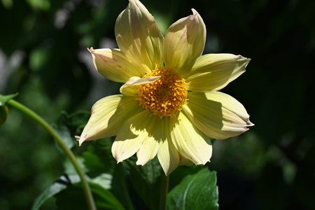 Yellow dahlia flower in the garden on a sunny summer dayの写真素材