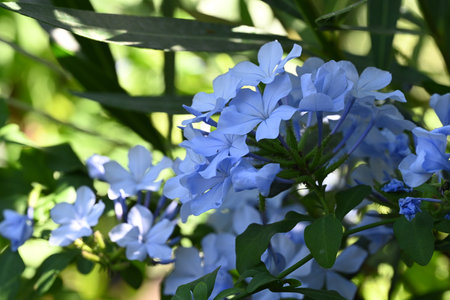 Blue flowers of Plumbago auriculata in the gardenの写真素材