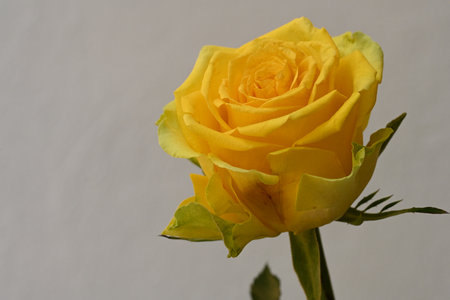 Yellow rose isolated on white background with copy space for your text.の写真素材