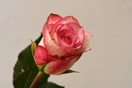 Beautiful pink rose on a white background, close-up.の写真素材