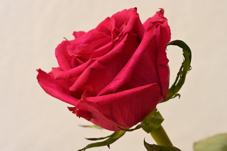 beautiful red rose on a white background, closeup of photoの写真素材