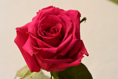 Red rose on white background, valentine's day concept.の写真素材