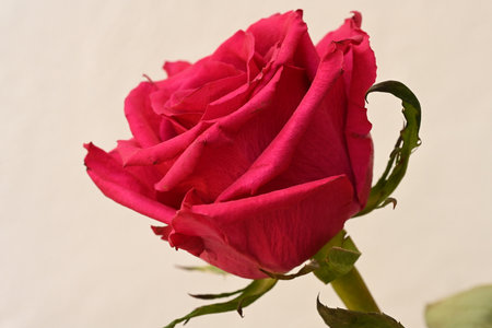 beautiful red rose on a white background, closeup of photoの写真素材