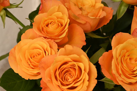 Orange roses in a bouquet on a white background. Close-up.の写真素材