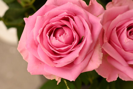 Pink roses in a vase, close-up, macro shotの写真素材