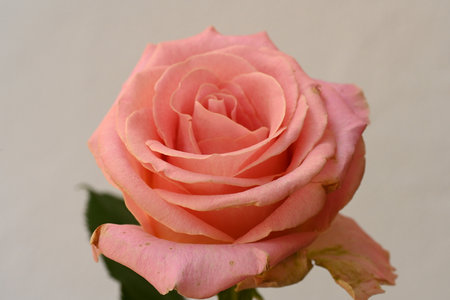 pink rose on a white background, close-up of photoの写真素材