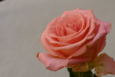 pink rose on a white background, close up of a flowerの写真素材