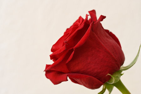 Red rose on a white background with copy space for your text.の写真素材