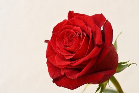 Red rose isolated on white background with copy space for your text.の写真素材