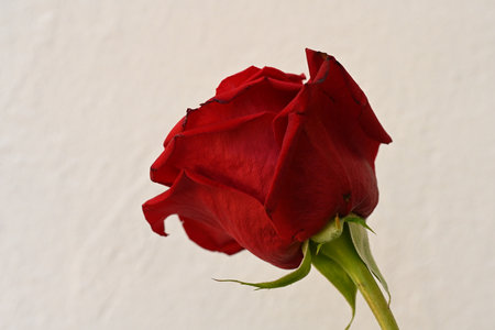 Red rose on a white background, close-up, selective focusの写真素材