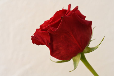 Red rose on a white background. Shallow depth of field.の写真素材