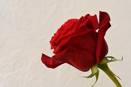 Red rose on a white background. Red rose on a white background.の写真素材