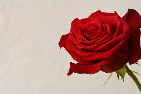 Red rose on a white background with copy space for your text.の写真素材