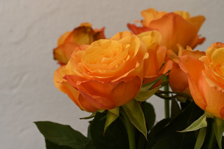 Beautiful orange roses in a vase on a white background.の写真素材