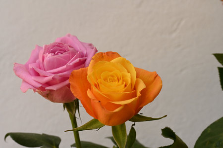 Colorful roses on a white background, close-up, selective focusの写真素材
