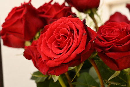 Beautiful red roses on light background, closeup. Valentine's Dayの写真素材