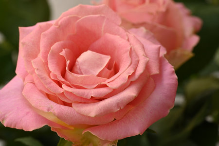 Beautiful pink rose close-up. Shallow depth of field.の写真素材