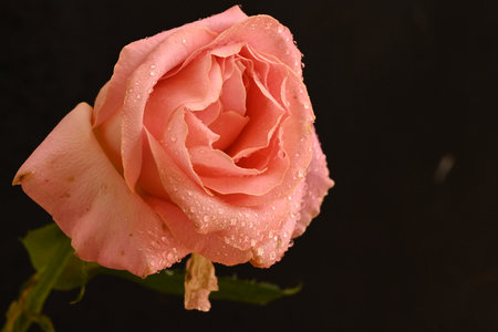 Pink rose with water drops on the petals on a black backgroundの写真素材
