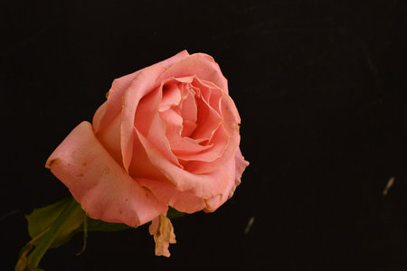 Pink rose on a black background, close-up, macro photographyの写真素材