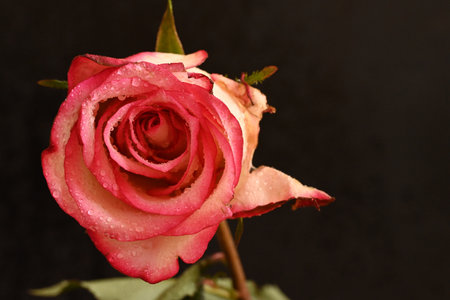 pink rose with water drops on a black background, studio shotの写真素材
