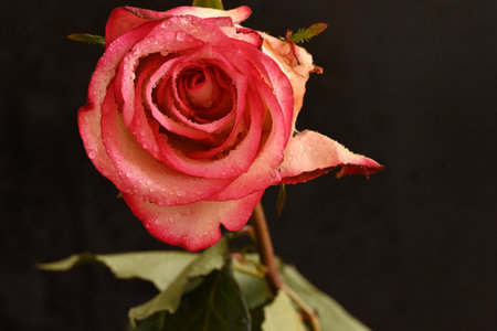 Beautiful pink rose with drops of water on a black background.の写真素材