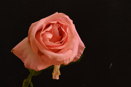 pink rose on a black background, close-up of photoの写真素材