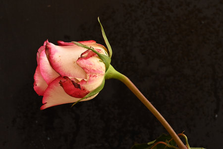 Red and white rose isolated on a black background. Close up.の写真素材