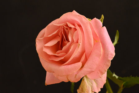 Beautiful pink rose on a black background, closeup of photoの写真素材