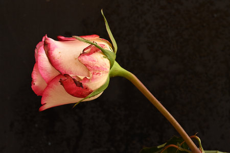 red and white rose on a black background close-up macro photographyの写真素材