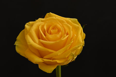 beautiful yellow rose on a black background, closeup of photoの写真素材