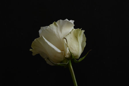 White rose isolated on black background. Close-up. Studio shot.の写真素材