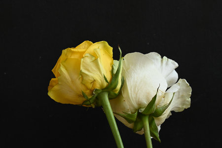 Yellow and white rose isolated on a black background with copy space.の写真素材