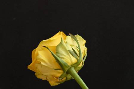 Yellow rose on a black background close-up. Studio photography.の写真素材