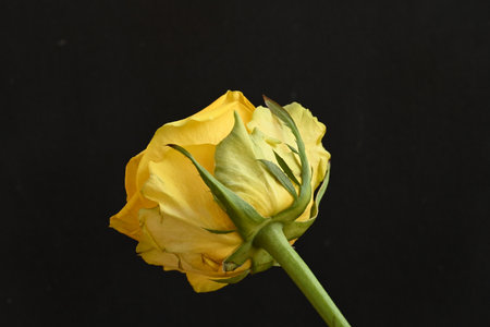yellow rose isolated on black background close-up macro photography of flowersの写真素材