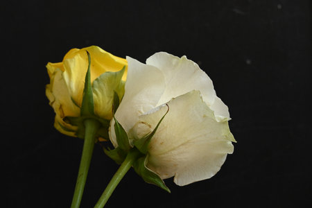 White rose with yellow petals on black background, close-upの写真素材