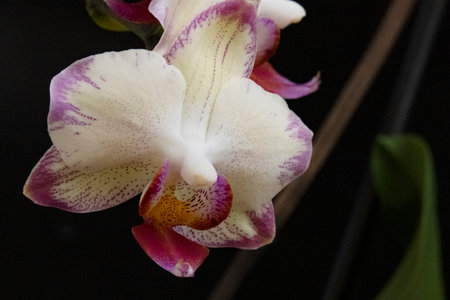 White and purple orchids on a black background close-upの写真素材
