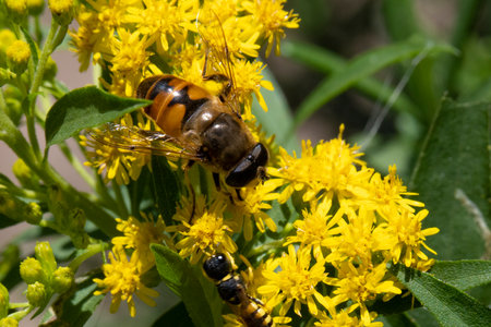 A bee collects nectar from yellow flowers of Solidago canina.の写真素材