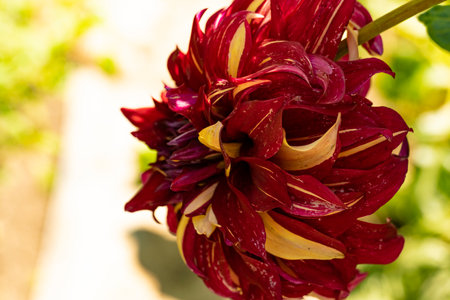 Close up of a red dahlia flower in the garden.の写真素材