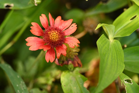 Red flower in the garden, Thailand. (Gaillardia pulchella)の写真素材