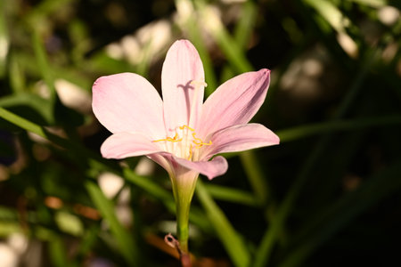 pink crocus flower in the garden, closeup of photoの写真素材
