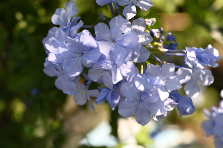 Blue flowers of Cape Leadwort (Plumbago auriculata)の写真素材