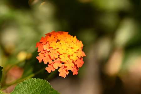 Close up of orange lantana camara flower, Thailand.の写真素材