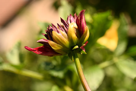 Dahlia flower bud in the garden on a sunny day.の写真素材