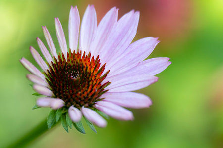 Echinacea purpurea, purple coneflower in bloomの写真素材