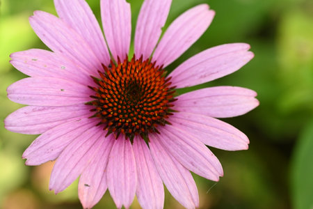 Echinacea purpurea, coneflower, close upの写真素材