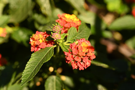Lantana camara flowers blooming in the garden, selective focusの写真素材
