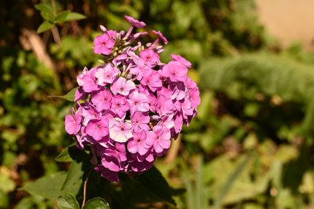 Pink Phlox paniculata flower in garden, Thailand.の写真素材